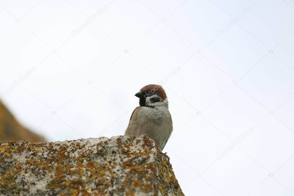 A sparrow guards a nest on a rock