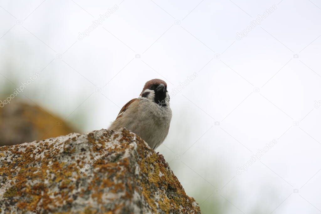 A sparrow guards a nest on a rock