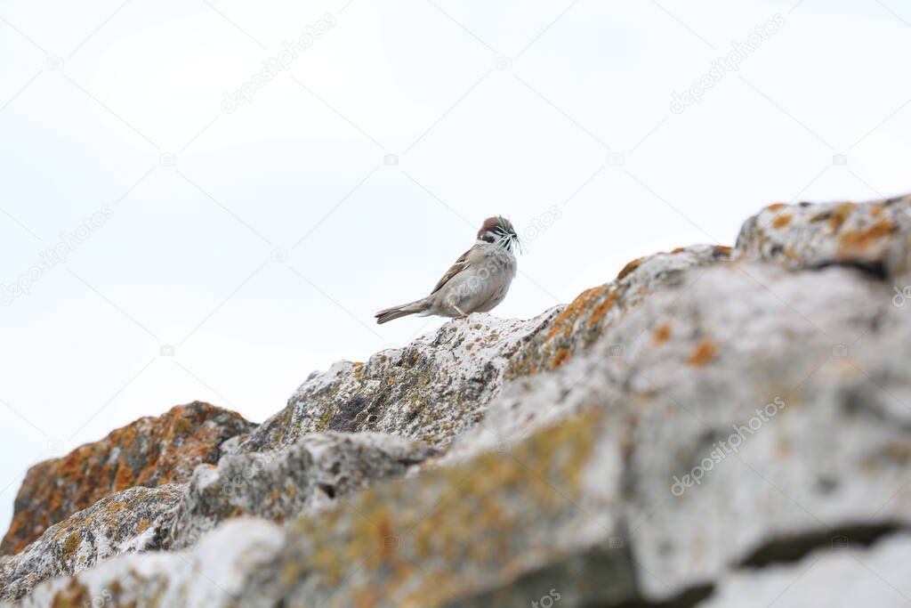 The sparrow lives in the stone wall of the mausoleum of Hussein bey.