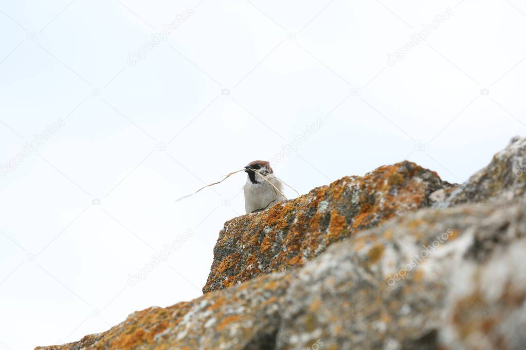 A sparrow builds a nest of grass blades among the stones