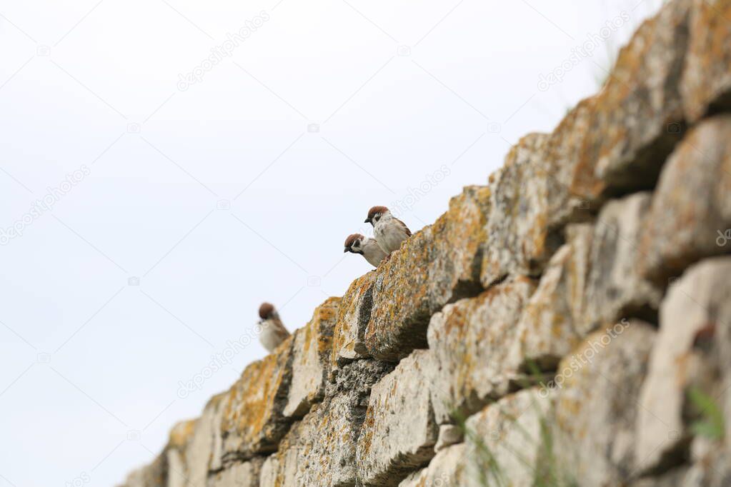 The sparrow lives in the stone wall of the mausoleum of Hussein bey.
