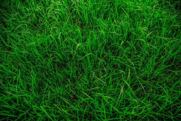 Sfondo Con Erba Verde Succosa — Foto Stock