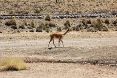 Vicuna, Peru dağlarında yaşayan lama benzeri hayvanlardır. Arka planda dağları olan bir grup vicunas.