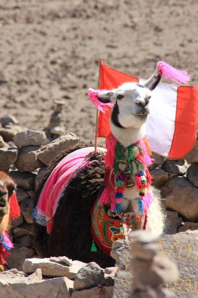 Lama Alpaga Est Habillé Avec Des Couleurs Locales Vit Avec — Photo
