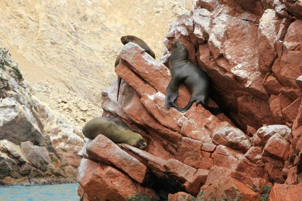 Islas Ballestas Peru Zeehond Krijgt Wat Zon Rechtenvrije Stockafbeeldingen