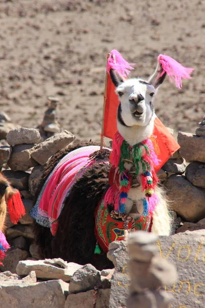 Lama Alpaka Yerel Renklerle Süslenmiş Dağları Nda Perulu Insanlarla Yaşıyor Stok Fotoğraf