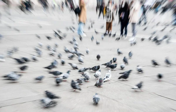 Multidão e pombos — Fotografia de Stock