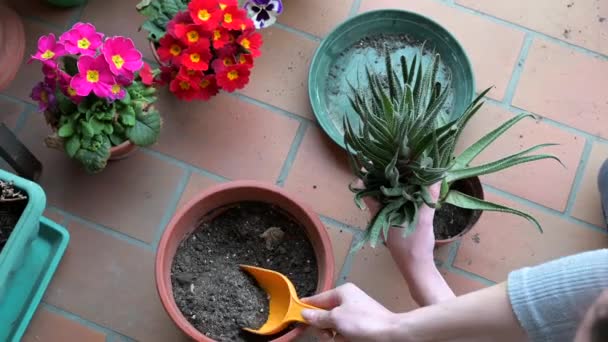 Женщина сажает растение дома — стоковое видео