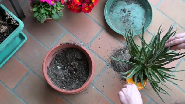 自宅に植物を植える女性 — ストック動画