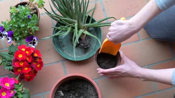 Frau pflanzt eine Pflanze zu Hause — Stockvideo