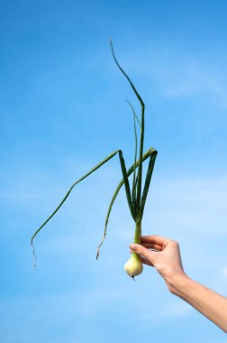 Eller soğan bitkisini mavi gökyüzüne karşı tutar