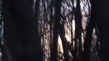 Personal point of view of people walking in the forest and looking for the sun.. High quality 4k footage