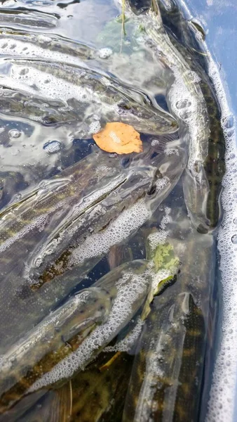 Kous Noordelijke Snoek Esox Lucius Een Zoetwaterreservoir Roofvissen Soorten — Stockfoto