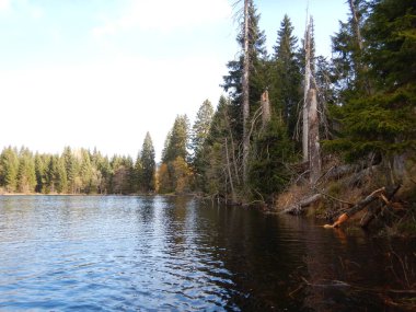 Yüzeyde yüzen adaları olan Laka Gölü umava 'daki en küçük, en sığ ve en yüksek buzul gölüdür. Czech Cumhuriyeti, sonbahar güneşli bir günde ulusal parkın kıyısında eskiden asit olan alabalık popülasyonuyla yeniden gelişiyor.