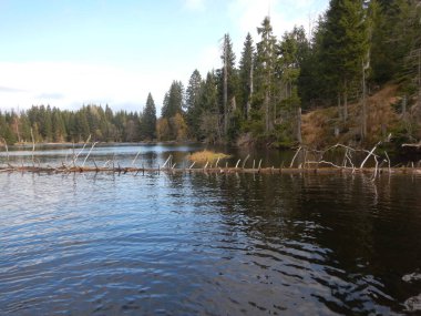 Yüzeyde yüzen adaları olan Laka Gölü umava 'daki en küçük, en sığ ve en yüksek buzul gölüdür. Czech Cumhuriyeti, sonbahar güneşli bir günde ulusal parkın kıyısında eskiden asit olan alabalık popülasyonuyla yeniden gelişiyor.