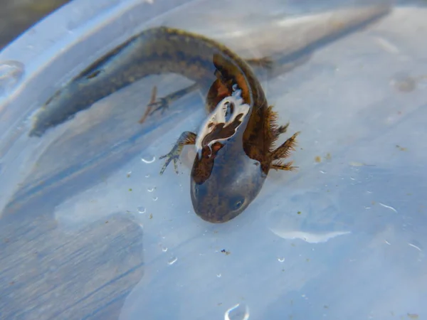 Triton Alpin Ichthyosaura Alpestris Est Une Espèce Triton Originaire Europe — Photo