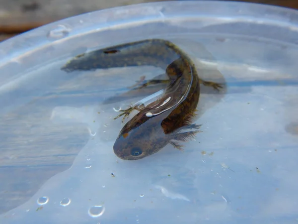 Alpiene Salamander Ichthyosaura Alpestris Een Salamander Uit Familie Salamanders Salamanders — Stockfoto
