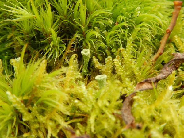 Cladonia Fimbriata Trumpet Cup Lichen Species Belonging Family Cladoniaceae Ladonia — Stock Photo, Image