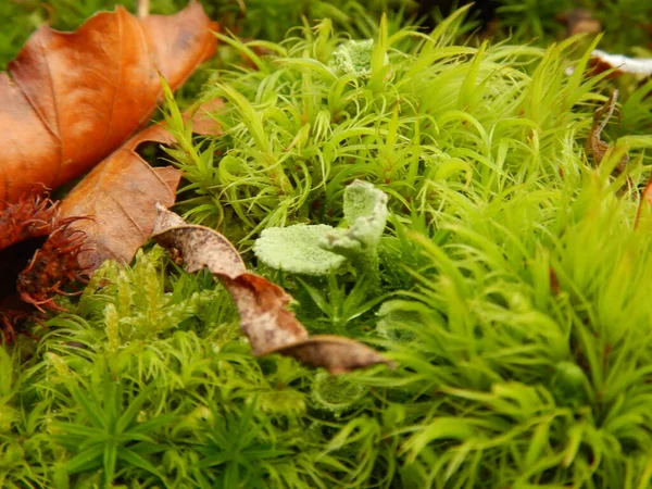 Cladonia Fimbriata Trumpet Cup Lichen Species Belonging Family Cladoniaceae Ladonia — Stock Photo, Image