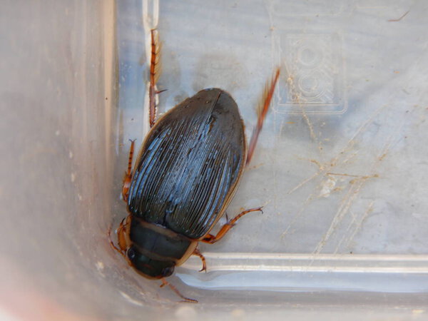 great diving beetle Dytiscus marginalis aquatic diving beetle Great diving beetle is a large and voracious predator ponds and slow-moving waterways Blackish-green colour spotted coming to the surface to replenish air supply stores beneath wing cases