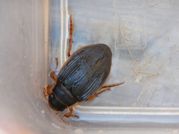 great diving beetle Dytiscus marginalis aquatic diving beetle Great diving beetle is a large and voracious predator ponds and slow-moving waterways Blackish-green colour spotted coming to the surface to replenish air supply stores beneath wing cases