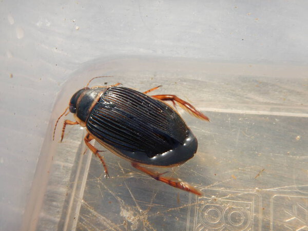 great diving beetle Dytiscus marginalis aquatic diving beetle Great diving beetle is a large and voracious predator ponds and slow-moving waterways Blackish-green colour spotted coming to the surface to replenish air supply stores beneath wing cases