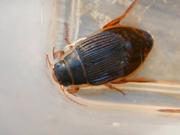 Büyük dalış böceği Dytiscus marginalis su böceği Büyük dalış böceği büyük ve doymak bilmez bir yırtıcı havuz ve yavaş hareket eden su yolları siyah-yeşil renkli kanat altındaki hava depolarını doldurmak için yüzeye çıkıyor.