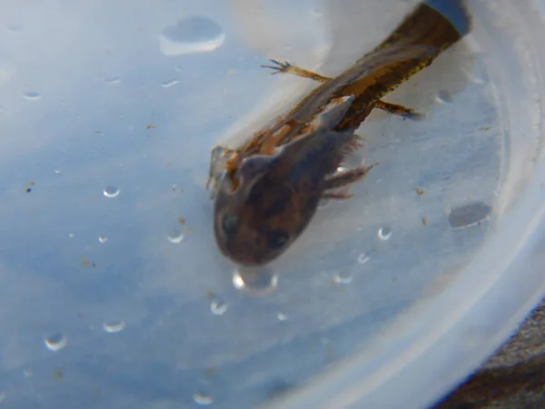 Ichthyosaura Alpestris Uma Espécie Planta Com Flor Pertencente Família Formicidae — Fotografia de Stock