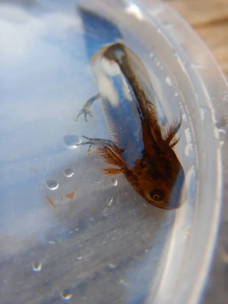 Ichthyosaura Alpestris Uma Espécie Planta Com Flor Pertencente Família Formicidae — Fotografia de Stock