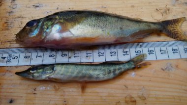 gymnocephalus cernua ve esox lucius büyük bir Ruffe ad juvenile North Pike türü yırtıcı ve av arasındaki boyutun tersini gösteriyor.