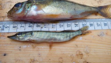 gymnocephalus cernua ve esox lucius büyük bir Ruffe ad juvenile North Pike türü yırtıcı ve av arasındaki boyutun tersini gösteriyor.