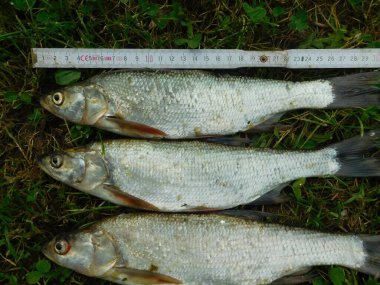 Asp Leuciscus aspius, Kiritgiller (Cyprinid) familyasından bir balık türü. Bazen Aspius cinsinin bir tatlı su deposuna stok yapan iki üyesinden biri olarak kabul edilir.
