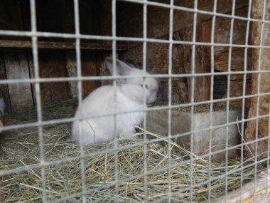 Beyaz tavşan çitin arkasında tavşan yiyen tavşan yavrusu tavşancık. Küçük tavşancık, Leporidae familyasından alışveriş merkezindeki memelileri yiyor. Tavşan, Leporidae familyasından.)