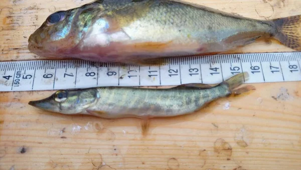 Gymnocephalus Cernua Och Esox Lucius Stora Arter Ruffe Juvenile Nordlig — Stockfoto