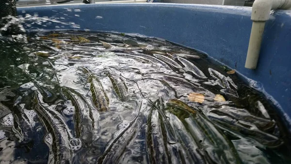 Stocking Northern Pike Esox Lucius Freshwater Reservoir Predatory Fish Species — Stock Photo, Image