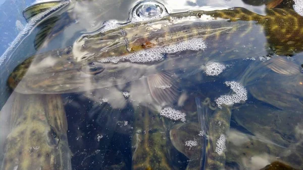 淡水貯水池の捕食魚種に北パイク エソックス ルキウスを入れ — ストック写真