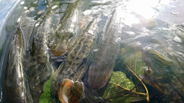 淡水貯水池の捕食魚種に北パイク エソックス ルキウスを入れ — ストック写真