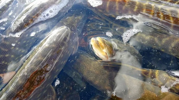Zarybianie Północnych Szczupaków Esox Lucius Zbiorniku Słodkowodnym Drapieżnych Gatunków Ryb — Zdjęcie stockowe
