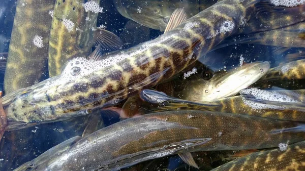 Stocking Northern Pike Esox Lucius Freshwater Reservoir Predatory Fish Species — Stock Photo, Image