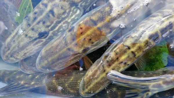 Zarybianie Północnych Szczupaków Esox Lucius Zbiorniku Słodkowodnym Drapieżnych Gatunków Ryb — Zdjęcie stockowe