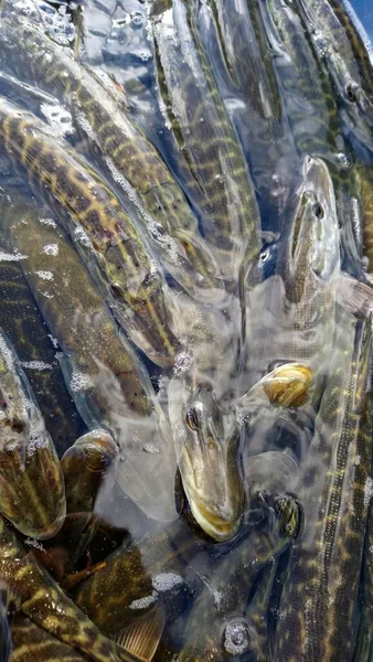 Панчіх Північного Щуки Esox Lucius Прісноводних Водоймах Хижих Видів Риб — стокове фото