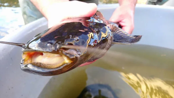 Palhetas Bagre Silurus Glanis Predador Peixe Espinhas — Fotografia de Stock