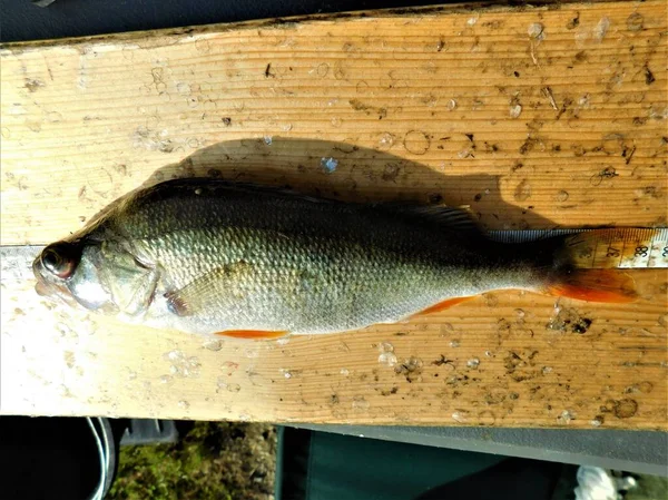 Olho Peixe Anormal Len Fora Olho Bola Poleiro Europeu Perca — Fotografia de Stock