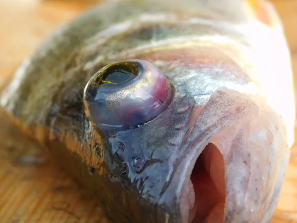 魚の目は眼球の外にあるヨーロッパのパーセク フルビティリス — ストック写真