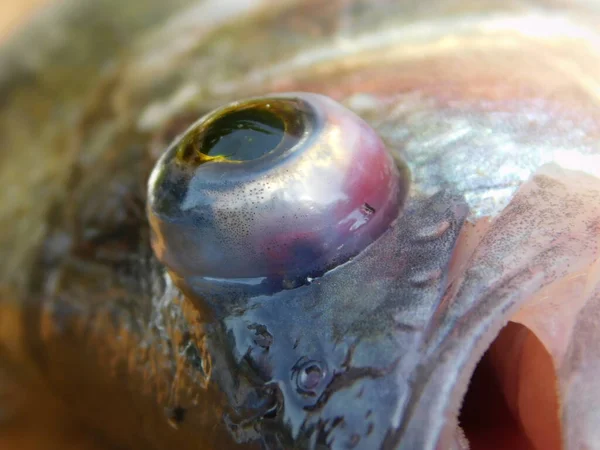 Ψάρια Μάτι Len Από Μάτι Μπάλα Ευρωπαϊκή Πέρκα Perca Fluviatilis — Φωτογραφία Αρχείου