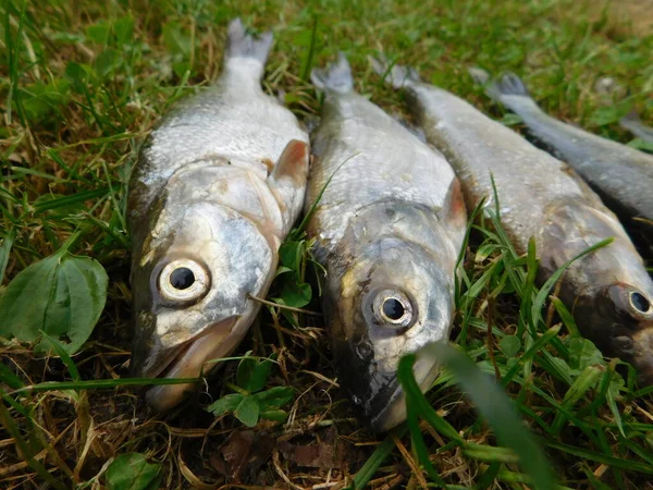 Asp Leuciscus Aspius European Freshwater Fish Cyprinid Family Sometimes Considered — Stock Photo, Image