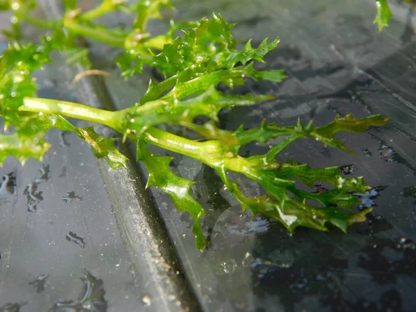 Najas Marina Species Aquatic Plant Known Common Names Spiny Water — Stock Photo, Image