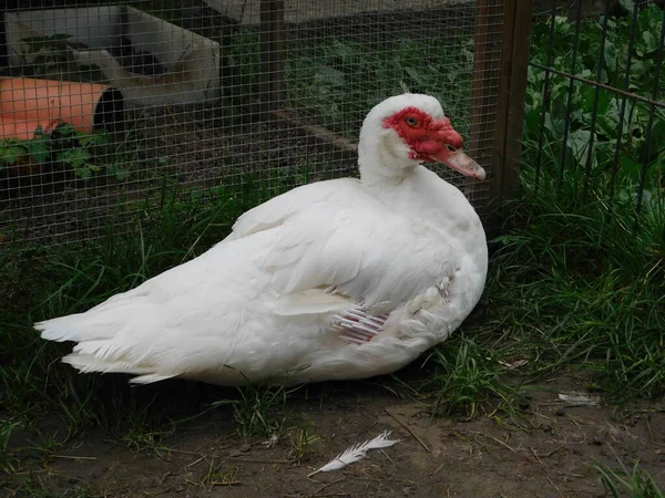 麝香鸭 Muscovy Duck Keyina Moschata 是一种原产于美洲的大鸭 在美国 特别是在佛罗里达州和路易斯安那州 野生和野生的小繁殖群体已经站稳脚跟 — 图库照片