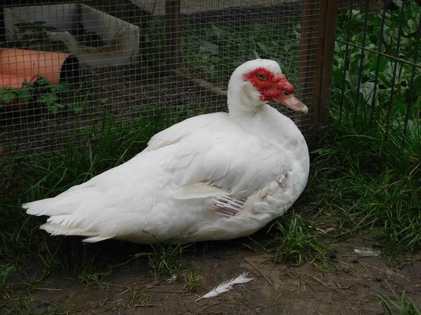 Pato Moscovita Cairina Moschata Pato Grande Nativo Las Américas Pequeñas —  Fotos de Stock