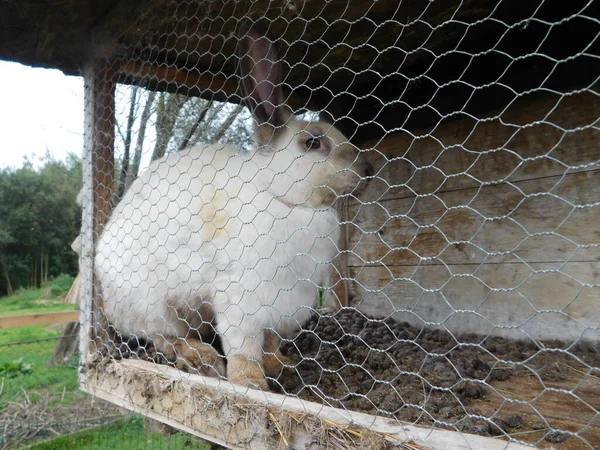 white rabbit on a fence baby bunny eating rabbit behind the fence in hutch baby bunny eating mall mammals in the family Leporidae (along with the hare) of the order Lagomorpha (along with the pika)